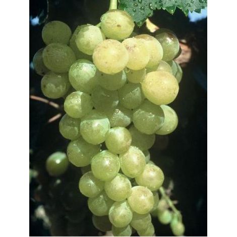 Vigne 'Muscat d'Alexandrie' Pot de 2L/3L