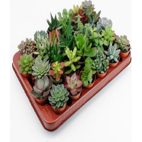 Plantes Succulentes Naturelles Lot de 30 en Pot de 5,5 cm - PANGIVO