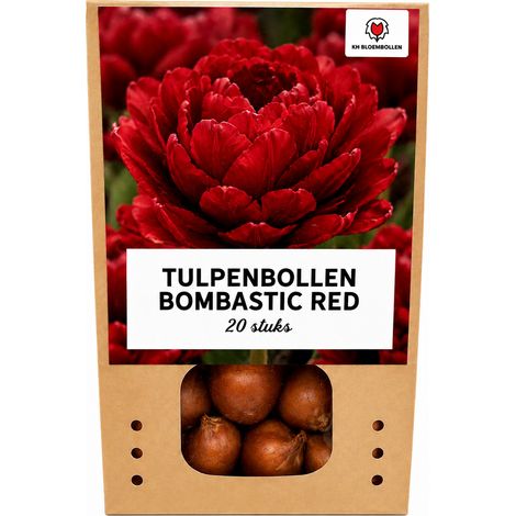 20 Bulbes de Tulipes Bombastic Red Fleurs Doubles Type Pivoine Rouge Intense Jardin et Pots - PANGIVO (1/5)