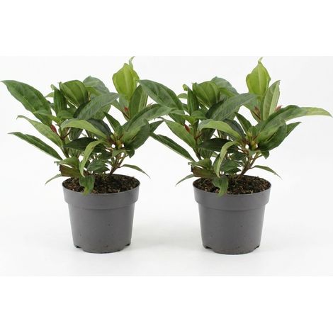 Bloomique - Lot de 2 - Viburnum Davidii 'Snowball' - Couvre-sol - Plante de jardin - Rustique - Persistant - Convient également à l'ombre - Hauteur 25-30 cm - Pot 17 cm (1/4)