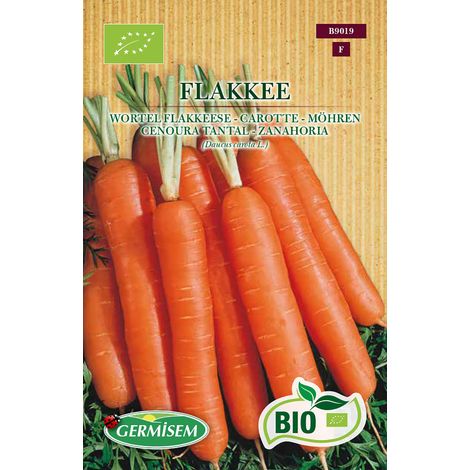 Graines de Carottes 4 g Multicolore