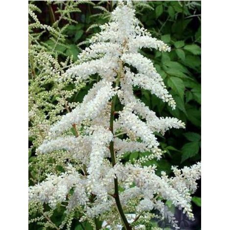 Astilbe du Japon 'Deutschland' Pot de 2L/3L (1/2)