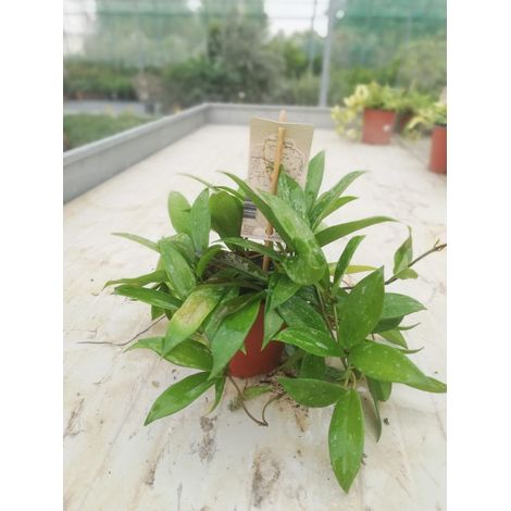 Hoya Carnosa v12