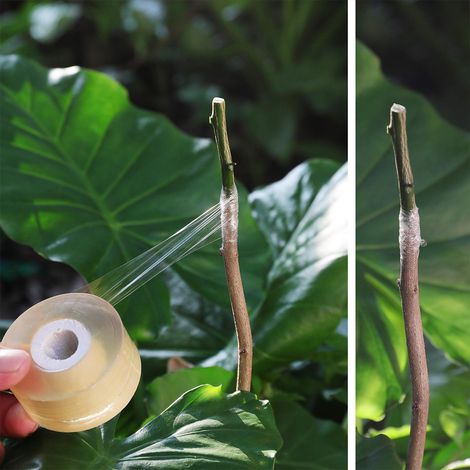 2 cm breite PVC-Veredelungsfolie zum Verpacken, Binden, Schützen und Spannen, erhältlich in einem speziellen Gelbton für Obstbäume. (1/5)