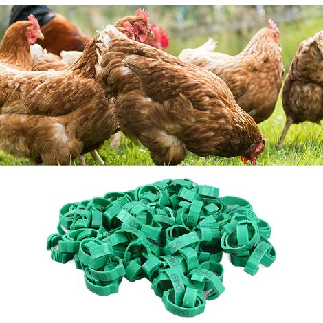 100 pièces anneaux de cuisse de poulet à clipser, bandes de volaille numérotées en plastique robuste de couleur vive pour oiseaux canards oies gibier à plumes vert avec marqueurs numériques (1/5)