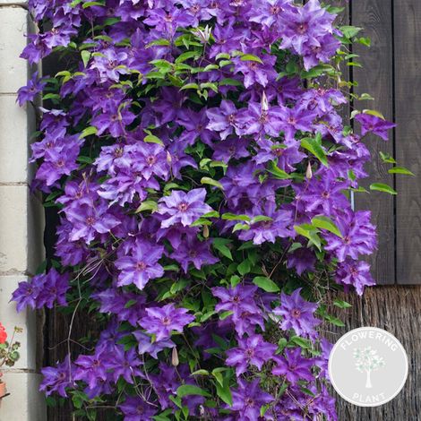 Bloomique - Clematis 'The President' - Clématite violette - Plantes grimpantes - Plantes de jardin - Rustiques - Hauteur 50-70 cm - Pot 15 cm