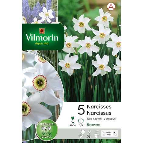 Vilmorin Narcisse Recurvus (x5) (1/3)