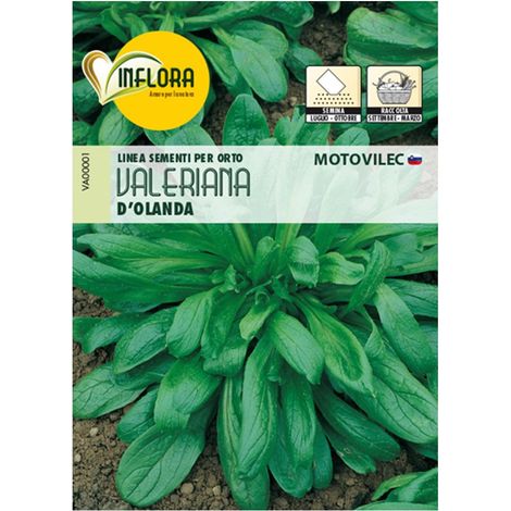 SEMI ORTO "VALERIANA D'OLANDA" - CF. BUSTA 4 GR.