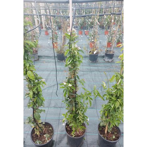 Jasminum Azoricum (1/2)