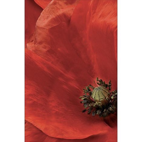 Sticker réfrigérateur et lave vaisselle, coquelicot beauté nature déco, 75 cm X 49 cm (1/4)