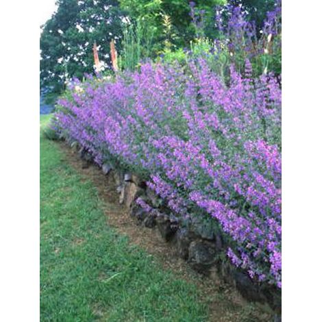 Herbe à chat, Chataire 'Six Hills Giant' Godet de 8/9 cm (1/2)