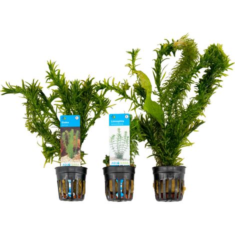 Bloomique - Set de 3 - Plantes d'aquarium véritables - Accessoires d'aquarium - Plantes aquatiques - Purifiantes - Oxygène - Élodea, Hydrocotyle, Limnophile - Hauteur 15-20 cm