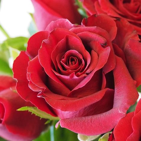 Rosier à grandes fleurs Bertrand Amoussou® 'Reuhug'/Pot de 7,5L
