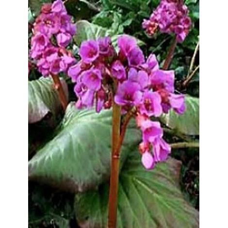 Bergénia 'Abendglut' Godet de 8/9 cm (1/3)