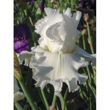 Iris des jardins 'Arctic Age' Rhizome, Calibre 10/15, qualité extra (1/2)