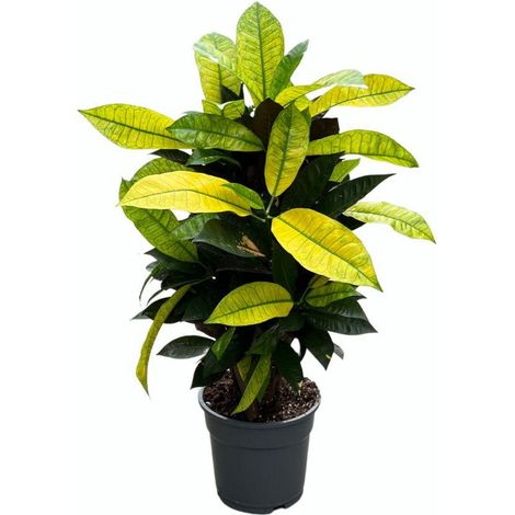 Plante d'Intérieur Croton Mrs. Iceton au Feuillage Coloré Décoratif - Pot Ø17cm - Hauteur 65cm - PANGIVO