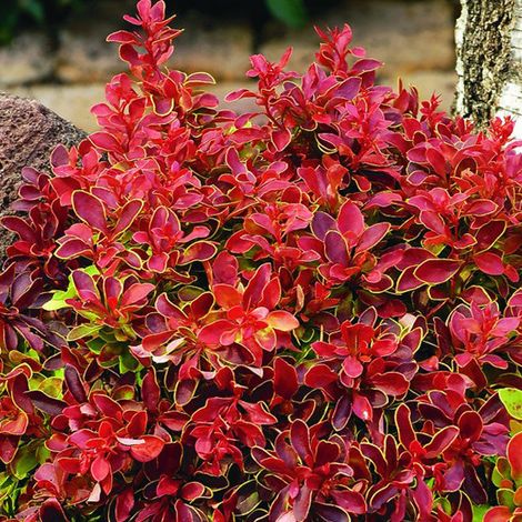 Épine-vinette de Thunberg 'Admiration' - 20-25 cm pot