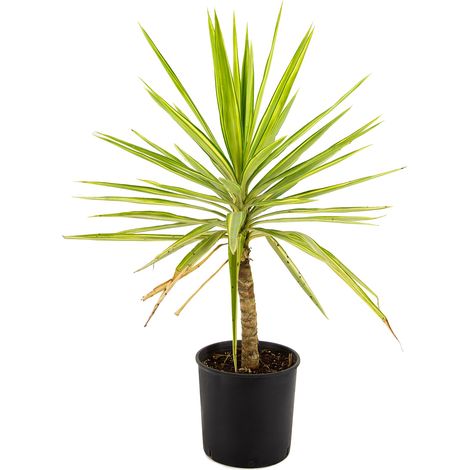 Yucca elephantipes variegata cv "Mediopicta" - yucca variegata - vaso 22 cm (1/2)