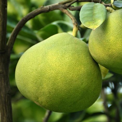 PIANTA DI POMELO O SHADDOCK in vaso 24 - età 3/4 anni (foto reali)