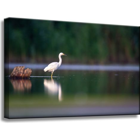 Leinwanddruck Tiere Weißer Reiher 60x40 cm