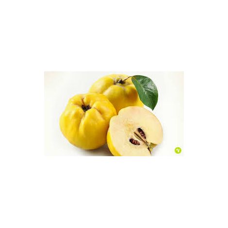 Mela Cotogna (Pianta di 3 anni)