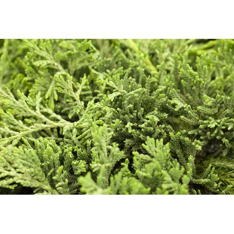 Blauer Teppichwacholder 'Glauca' Juniperus horizontalis 'Glauca' C 2 15- 20