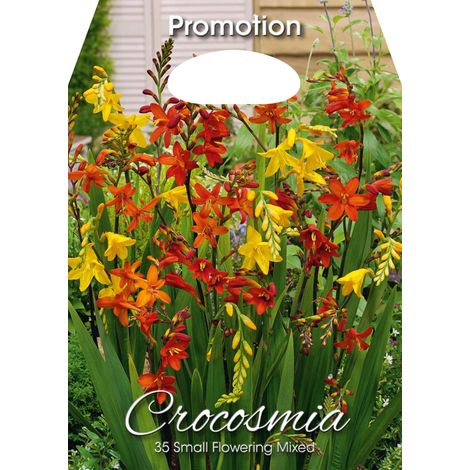 Crocosmia Small Flowering Mixed (CONFEZIONE DA 35 BULBI)