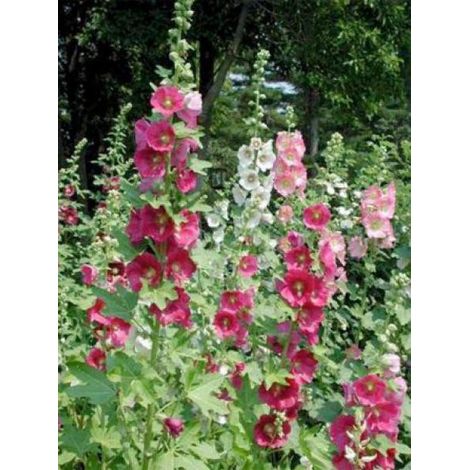 Rose trémière 'Simplex' Godet de 7/8 cm (1/2)