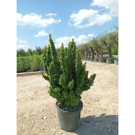 Fusain Japonicus Benkomasaki Buisson 40 cm Plante de Haie Persistante