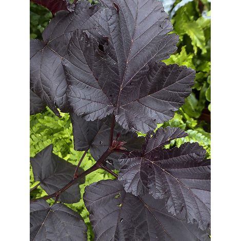 Physocarpe à feuilles d'Obier 'Midnight' Pot de 3L/4L (1/2)