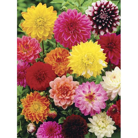 Dahlia variabilis 'Showpiece Mixed Hybrids' le sachet de 50 graines environ (0,4g)