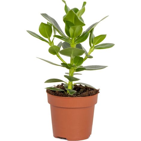 Bloomique - Clusia Rosea - Arbre à cochons - Plante d’intérieur - Dépolluante - Facile à entretenir - Hauteur 20-30 cm - Pot 12 cm