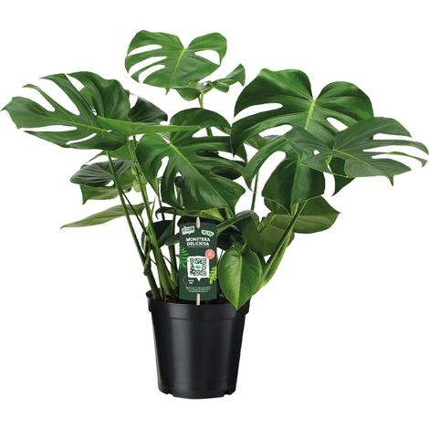 Monstera Deliciosa - Plante Verte d'Intérieur Tropicale - Pot Ø 21 cm - Hauteur 65 cm - PANGIVO (1/4)