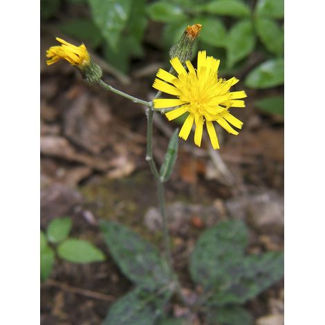 Épervière tachée Godet de 8/9 cm