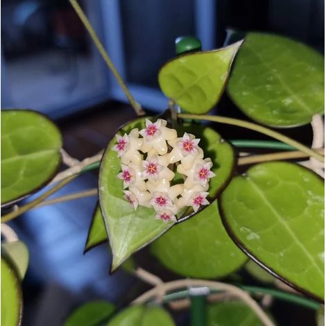 HOYA PARASITICA BLACK MARGIN (fiore di cera) (1/2)