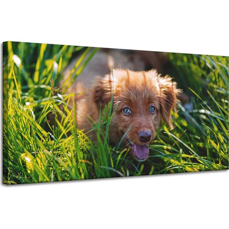 Lienzo impreso con la imagen de un perro en la hierba, de 120x60 cm.