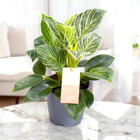 Gardenaria Philodendron 'Birkin' Zebra - Pianta da interno ornamentale - Altezza: 35 cm (vaso 14) (1/5)