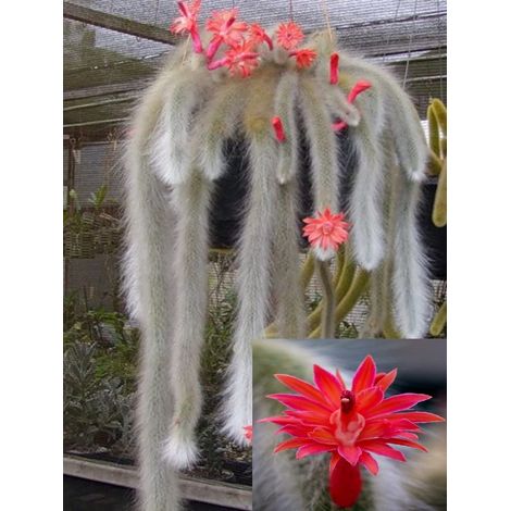 Pianta Cactus Coda di Scimmia 'Hildewintera Colademononis' Bolivia Foto Reali