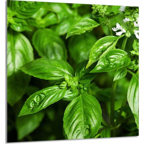 Panneau de verre POUR la cuisine 60x65 Basilic (1/5)