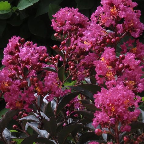 Lilas des Indes Enduring® Pink 'PIILAG B2', Lagerstroemia/Pot de 3L - Touffe