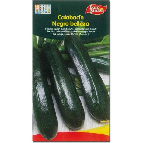 SEMILLAS FITO HORTICOLAS CALABACIN NEGRO BELLEZA=00030