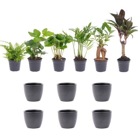 Lot de 6 Mini Plantes d'Intérieur Tropicales avec Pots en Céramique Anthracite Ø 7,5 cm - PANGIVO (1/3)
