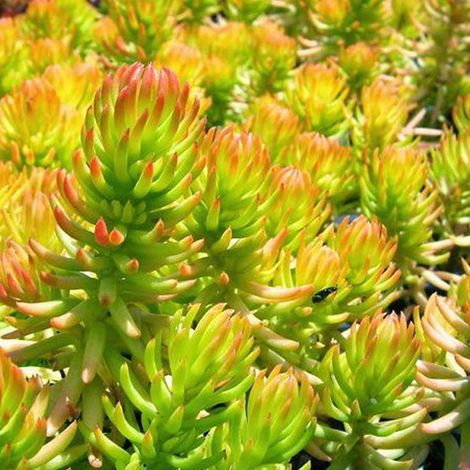 4 x Orpin réfléchi  - Sedum reflexum 'Angelina'  - godet 9x9 cm