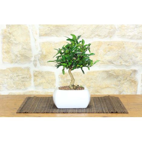 Bonsai di Citrus Kinzu in vaso quadro bianco