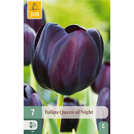 7 bulbes de Tulipes Queen of Night Violet