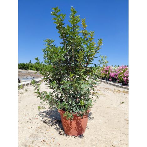 Lentisque Pistacia Lentiscus Buisson 50 cm Plante Méditerranéenne Persistante