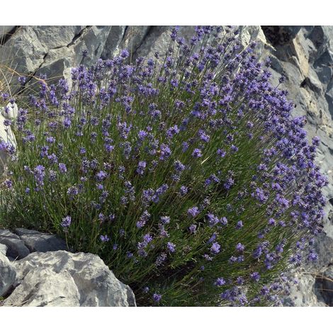Planta de Lavandula Latifolia