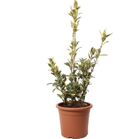 Euonymus Japonicus Bravo - Evonimo - Piante da Esterno da Siepe - H 40-50 cm Vaso Ø 18 cm (1/3)