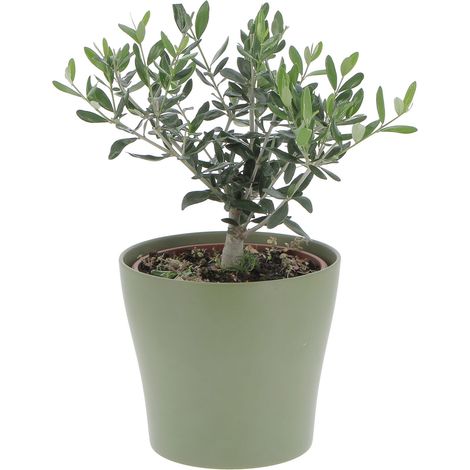 Olivo Bonsai con Vaso in Ceramica Oliva - Olea Europaea - Piante Vere da Interno e Esterno - H 35-40 cm Vaso Ø 20 cm