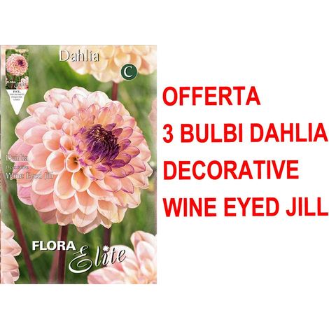 OFFERTA 3 BULBI PRIMAVERILI DI DAHLIA DECORATIVE WINE EYED JILL BULBO BULBS BULBES